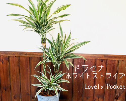 超安い 1_80ab1ec446a72c1608695edcdba3 その他観葉植物