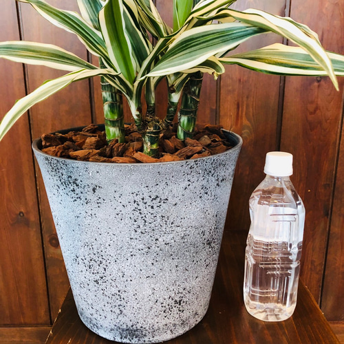 93.ドラセナ・ホワイトストライプ✴︎豪華3本立ちです✴︎ その他