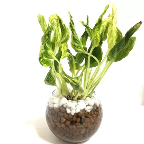 ぐるりとねじれた不思議なポトス『テルノシャングリラ斑入り