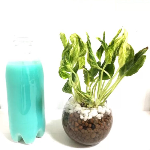 ぐるりとねじれた不思議なポトス『テルノシャングリラ斑入り