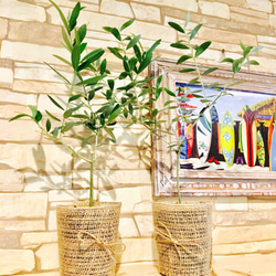 盆栽仕立て オリーブの木 ルッカ SOUJU その他インテリア雑貨 PLANTS SHOP OLIVE 通販｜Creema(クリーマ) 17449067