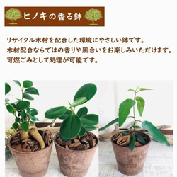 癒しのシュガーバイン　4号　木の香りがする　ハンギング　アロマ鉢　 壁掛け 観葉植物　インテリア 6枚目の画像