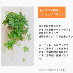 癒しのシュガーバイン　4号　木の香りがする　ハンギング　アロマ鉢　 壁掛け 観葉植物　インテリア 8枚目の画像