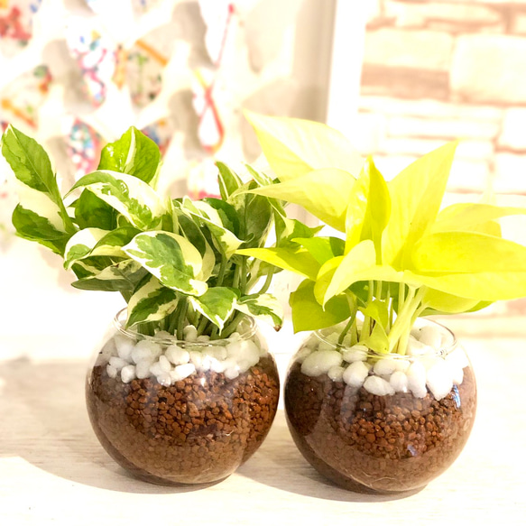 ライム&ポトス ポトス ライム 【観葉植物 3号ポット】｜ 【植物のITANSE