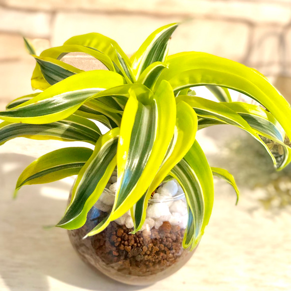 珍しいレモンカラードラセナ『レモンサプライズ』ハイドロカルチャー