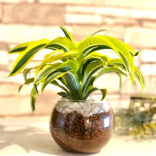 珍しいレモンカラードラセナ『レモンサプライズ』ハイドロカルチャー