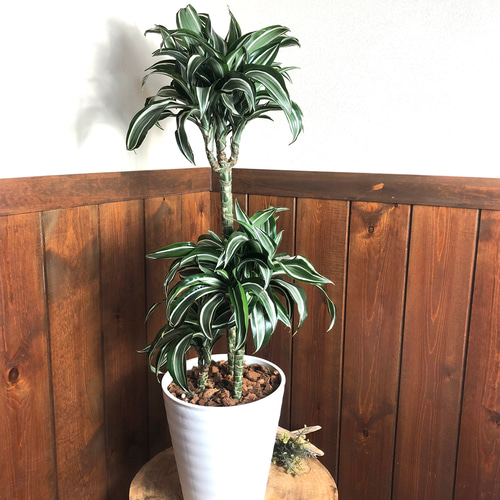 ドラセナ　ジェイドジュエル【現品】☆希少☆ 観葉植物　室内 上品なカール 希少『ドラセナ・ジェードジュエル』7号 白鉢 観葉