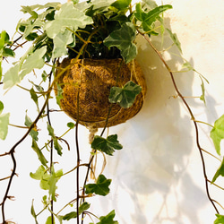 長〜い！『アイビー・グレイシャー』ココナッツハンギング(No.271)壁掛け インテリア 観葉植物 4枚目の画像
