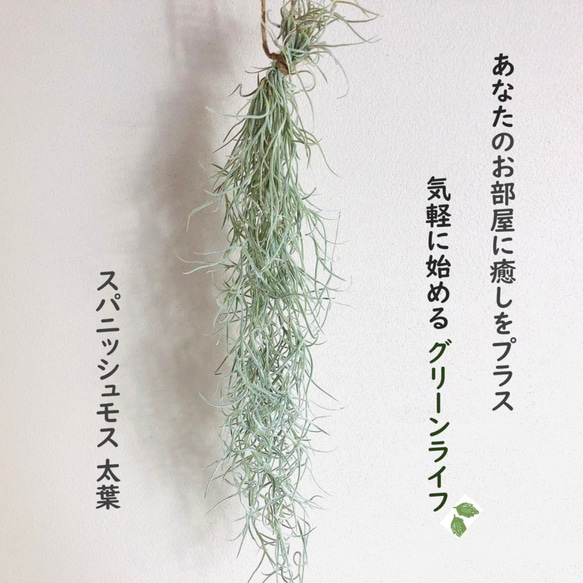 希少 『スパニッシュモス』太葉　エアプランツ 観葉植物  インテリア　壁掛け　吊るす 1枚目の画像