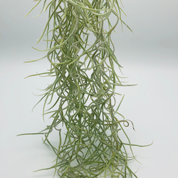 希少 『スパニッシュモス』太葉　エアプランツ 観葉植物  インテリア　壁掛け　吊るす 5枚目の画像
