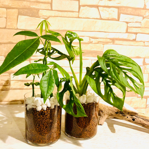 インテリアset『パキラ』&『マドカズラ』円柱グラス　ハイドロカルチャー  観葉植物 2枚目の画像