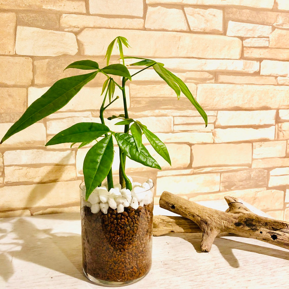 インテリアset『パキラ』&『マドカズラ』円柱グラス　ハイドロカルチャー  観葉植物 3枚目の画像