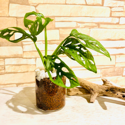 インテリアset『パキラ』&『マドカズラ』円柱グラス　ハイドロカルチャー  観葉植物 5枚目の画像