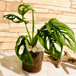 インテリアset『パキラ』&『マドカズラ』円柱グラス　ハイドロカルチャー  観葉植物 6枚目の画像