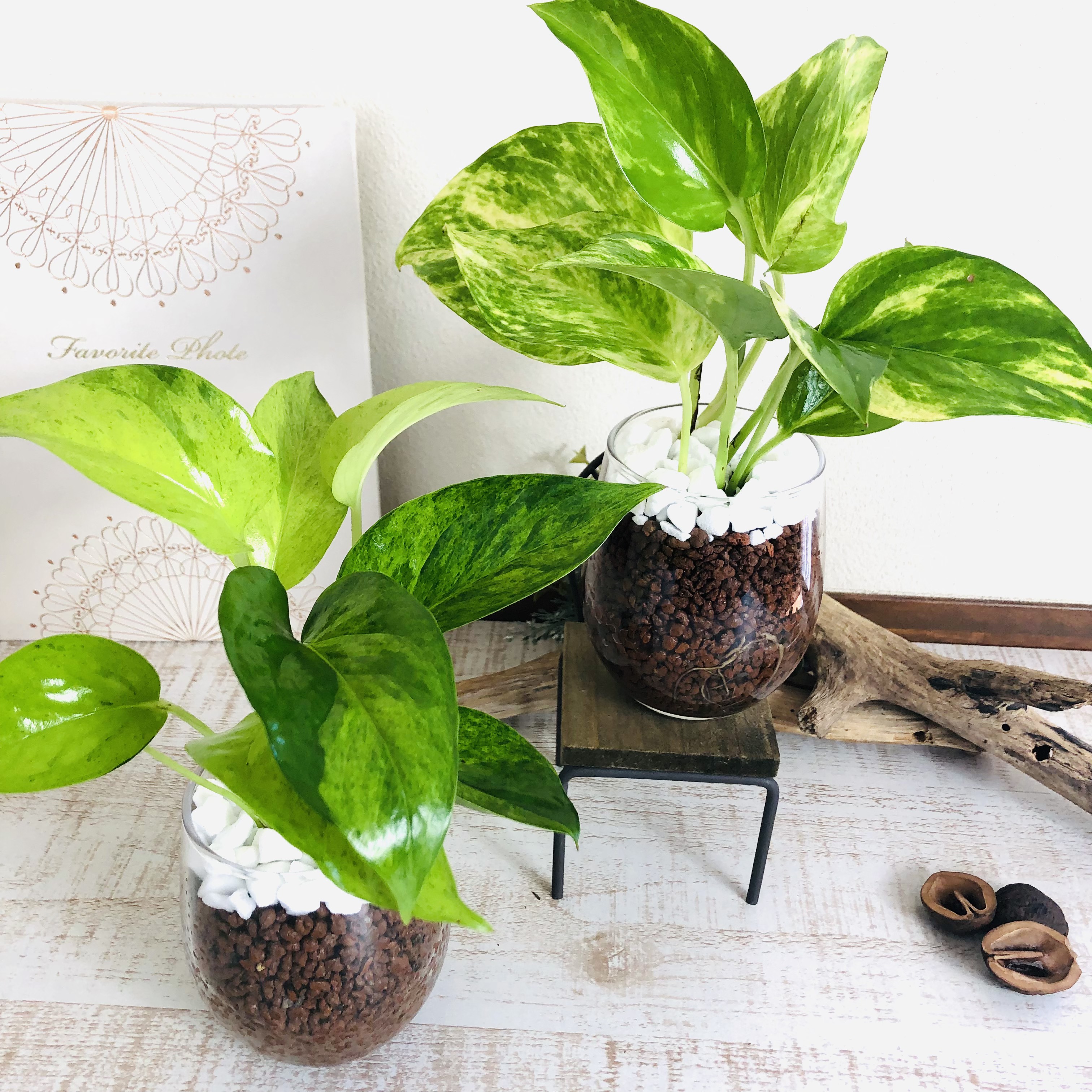 観葉植物】ポトス(ゴールデン)2.5号 くし 観葉植物】ポトス(ゴールデン)2.5号 くし