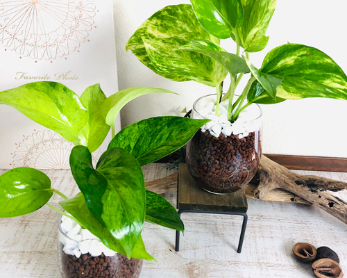 専用出品　2点まとめ売りラグマット観葉植物インテリア 楽天市場】観葉植物（カーペット・マット・畳｜インテリア・寝具