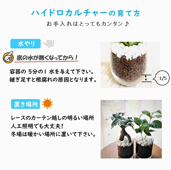 大人気set『ガジュマル』&『コーヒーの木』ラウンドグラス　ハイドロカルチャー  インテリア　観葉植物 7枚目の画像
