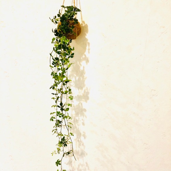 私だけのシュガーバインココヤシ ロングサイズ 観葉植物 インテリア 壁掛け(No.317) 2枚目の画像