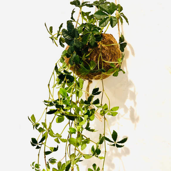 私だけのシュガーバインココヤシ ロングサイズ 観葉植物 インテリア 壁掛け(No.317) 4枚目の画像