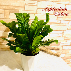 希少☆『アスプレニウム・コブラ』波打つ葉っぱがかっこいい！ その他