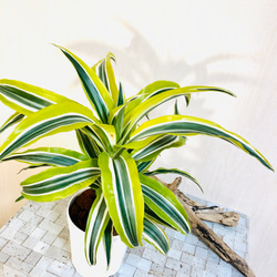 ドラセナ『サプライズ』人気の観葉植物☆(No.345) その他インテリア