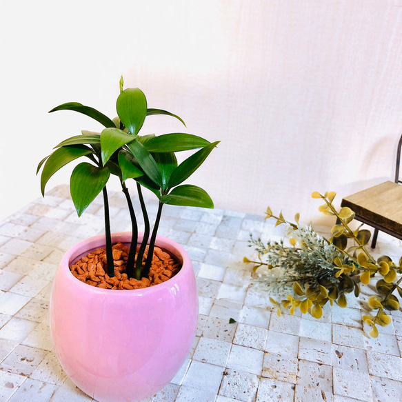 幸せを呼ぶ『梛の木』 ピンク陶器鉢でのお届け♪ 観葉植物 ハイドロ