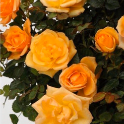 【幸せの母の日ギフト】大切な人に特別なバラを　マンダリナ　コルダーナ　オレンジ　観葉植物　インテリア　お祝い(No.60 5枚目の画像