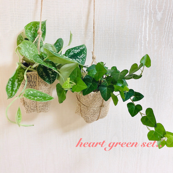 heart green set『スキンダプサス&ハートアイビー』壁掛けインテリア 観葉植物(No.369) 1枚目の画像