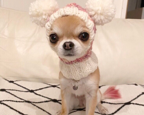 オーダー受付パネル♡ベレー帽のチワワ オーダー受付パネル♡ベレー帽のチワワ
