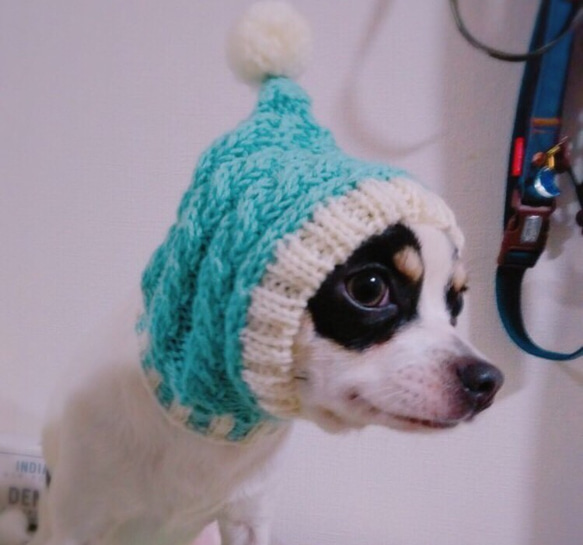 wakame様◆大きめサイズ 手編み◆ 犬 イタグレ ウィペット ボストンテリア 耳カバー 帽子 ニット帽 スヌード 1枚目の画像