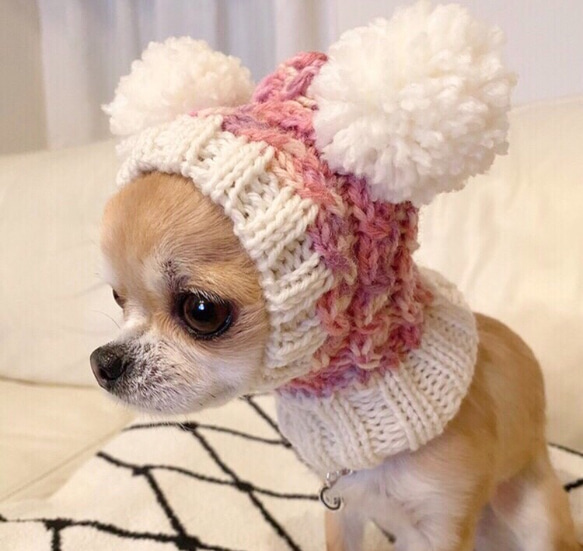 マロンさま専用 差額分■ ツインテールのフェアリー帽子 ■ 犬 ニット帽 ぼうし 小型犬 耳カバー スヌード 3枚目の画像