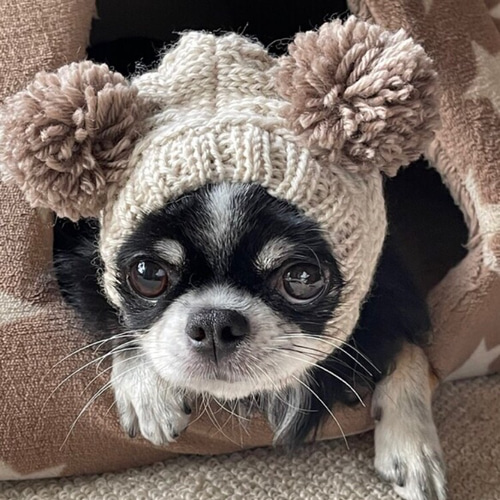 rionailさま□ツインテールのフェアリー 帽子□ SS〜Mサイズ / チワワ