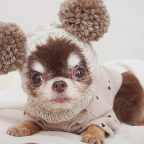 オーダー受付パネル♡ベレー帽のチワワ オーダー受付パネル♡ベレー帽のチワワ