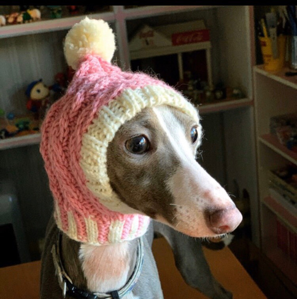 お得なペア♪ 北欧風♪ 手編み ◆ 犬用帽子 ◆ スヌード イタグレ ミニピン チワワ 犬 ウエア ハンドニット 4枚目の画像
