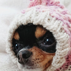 即納品♪ 手編み◆ 犬用 帽子 ◆ イタグレ チワワ トイプー ミニピン マルチーズ 小型犬 ウエア 犬 スヌード 6枚目の画像