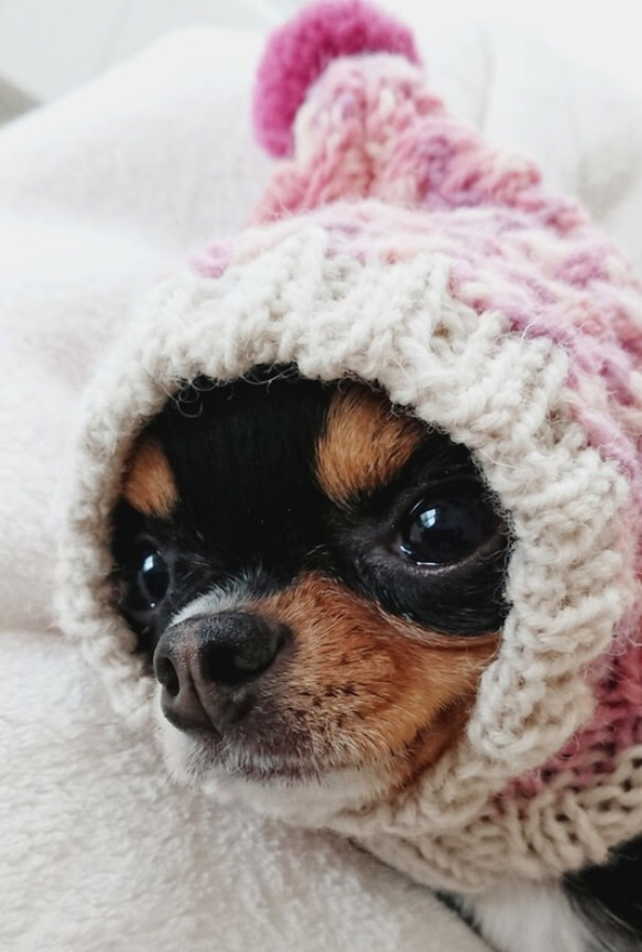 即納品♪ 手編み◆ 犬用 帽子 ◆ イタグレ チワワ トイプー ミニピン マルチーズ 小型犬 ウエア 犬 スヌード 6枚目の画像