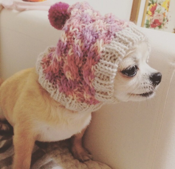 即発送♪ 一番人気♪ 手編み◆ 犬 スヌード ◆ イタグレ チワワ トイプー ミニピン 小型犬 ウエア ニット帽 6枚目の画像