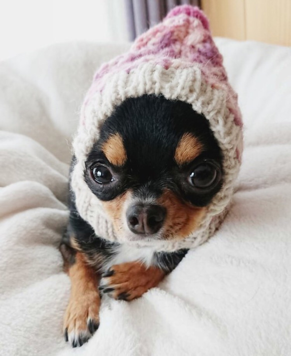 即発送♪ 小さめ 一番人気♪ 手編み◆ 犬 スヌード ◆ イタグレ チワワ トイプー ミニピン 小型犬 ウエア ニット帽 1枚目の画像