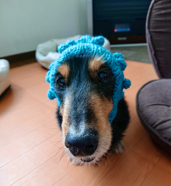 新作♪ 手編み ◆ ぽこぽこ 水玉 の スヌード ◆ 小型犬 ウエア チワワ  イタグレ ミニピン トイプー ニット帽 3枚目の画像