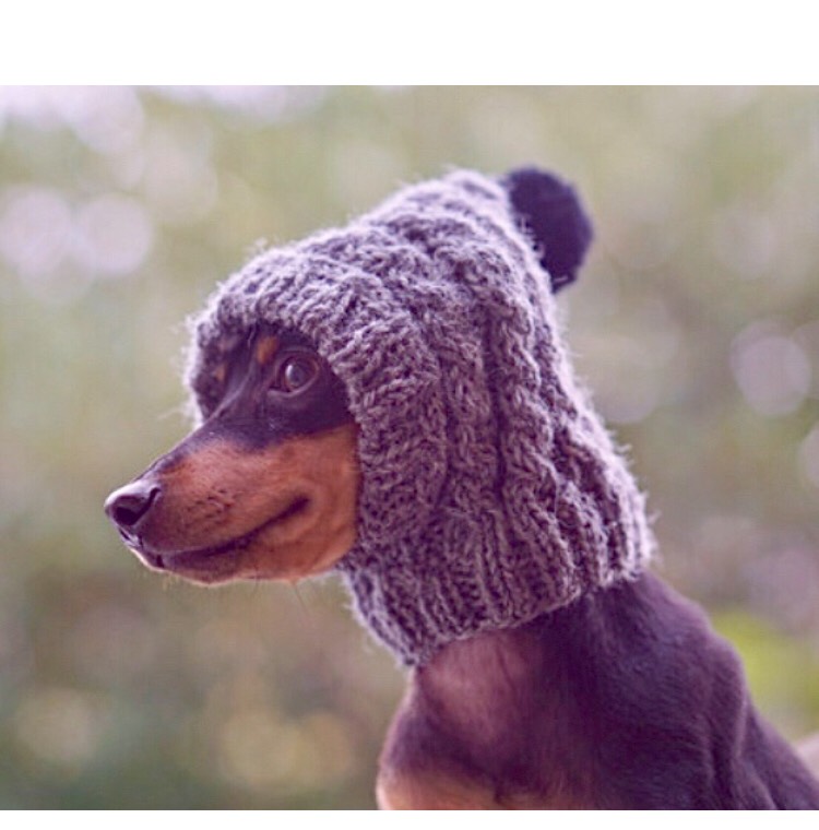犬用帽子　イタグレ服　ハンドメイド ☆冬用すっぽりニット帽☆着用イメージまとめ☆