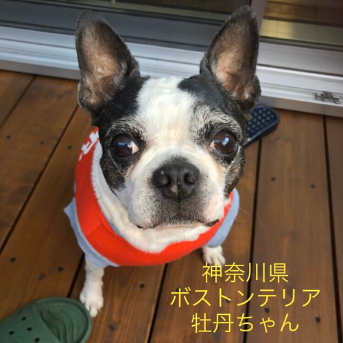 大きめサイズ 大好評♪ 手編み■ 犬 スヌード ■ ボストンテリア ニット帽 大きめサイズ 大人気♪ 手編み◇ 犬 スヌード ◇ イタグレ
