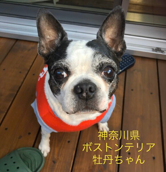 大人気♪ 少し大きめ ■ モヘア で妖精風 スヌード ◆犬用帽子 手編み ミニピン イタグレ 小型犬 ウエア ニット帽 3枚目の画像