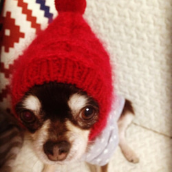 大人気♪ 少し大きめ ■ モヘア で妖精風 スヌード ◆犬用帽子 手編み ミニピン イタグレ 小型犬 ウエア ニット帽 4枚目の画像