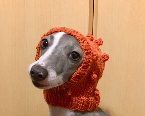 ひろよ様専用 おまとめ 犬用帽子 ニット帽 犬用服 イタグレ服