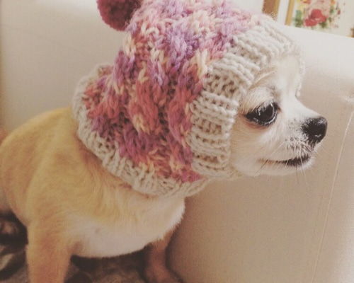 アイボリーベア 犬用帽子 ニット帽 被り物 犬用服 イタグレ服