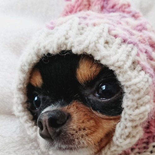 cc様 おまとめ　犬用帽子　被り物　ニット帽　犬用服　イタグレ服　ハンドメイド イタグレ服アラン風ニットのあったか帽子 - ERIKA'S GALLERY