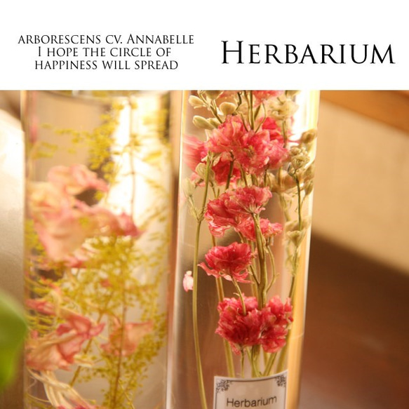 ふんわりと優しい花びらのハーバリウム 3枚目の画像