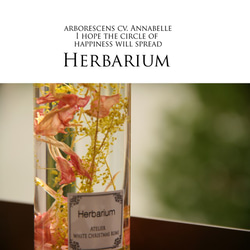 ふんわりと優しい花びらのハーバリウム 6枚目の画像