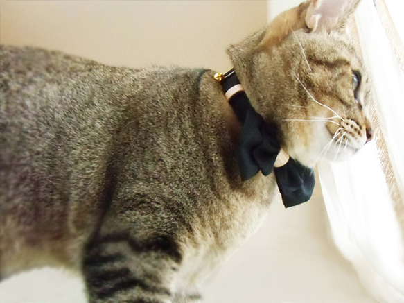 【送料無料】名入れオーダー・ヌメ革がアクセントな猫の首輪 3枚目の画像
