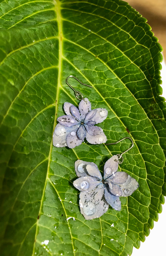 雨上がりの八重紫陽花〜雫　小さめのチタンフックピアス　金属アレルギーの方向き 3枚目の画像